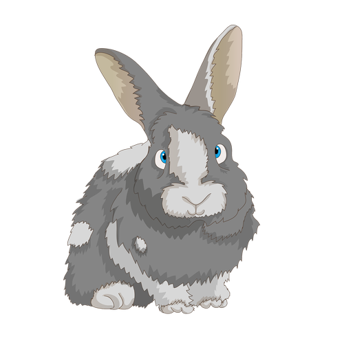 rabbit  cute  dwarf rabbit