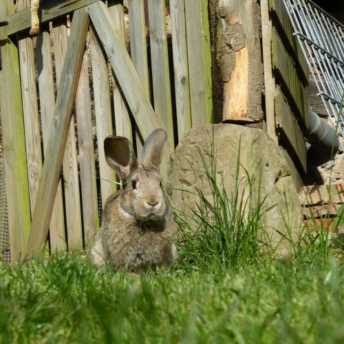 rabbit easter dwarf rabbit