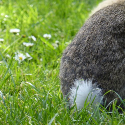 rabbit hare tail