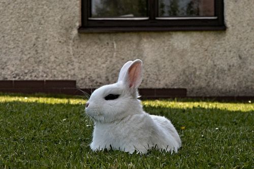 rabbit stunted white