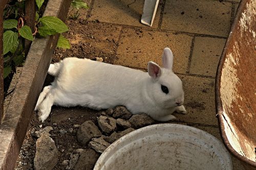 rabbit stunted white