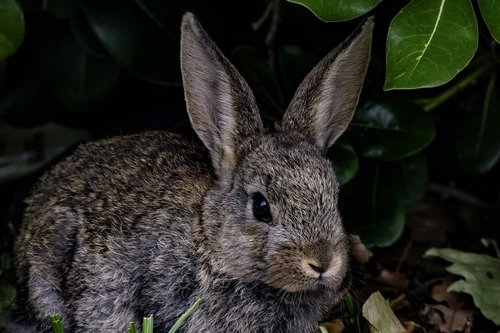 rabbit  bunny  hare