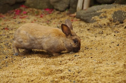 rabbit  bunny  animal