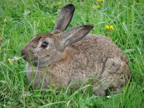 rabbit hare animals