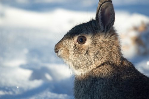 rabbit  snow  winter