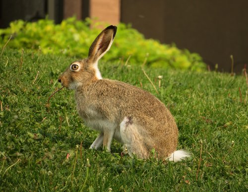 rabbit  hare  bunny