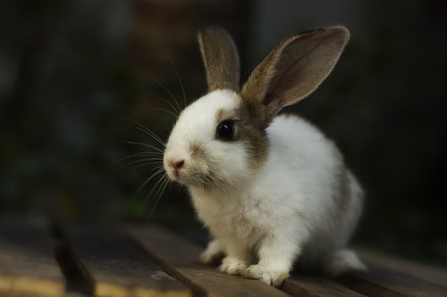 rabbit  bunny  animal