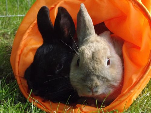 rabbit munchkins pets