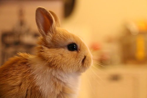 rabbit  animal  cute