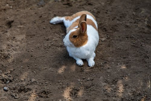 rabbit  brown  white