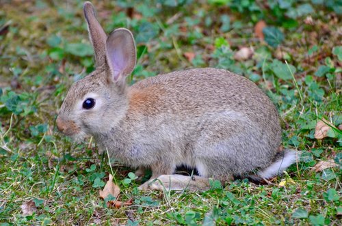 rabbit  animal  nature