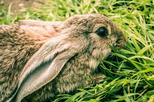 rabbit  cute  hare