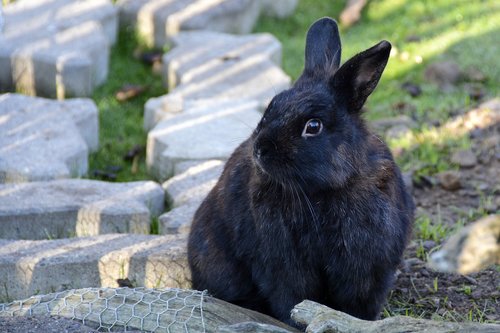 rabbit  hare  animal
