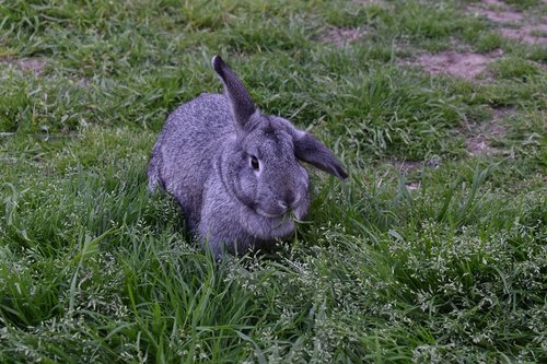 rabbit  nature  grey
