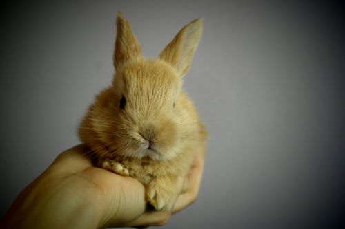 rabbit ears hand