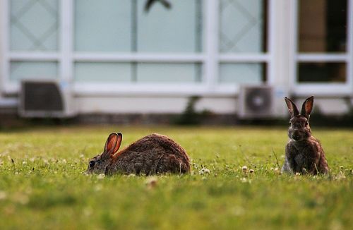 rabbit wild rabbit head