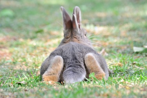 rabbit  grey  bunny