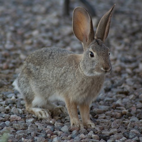 rabbit  animal  bunny