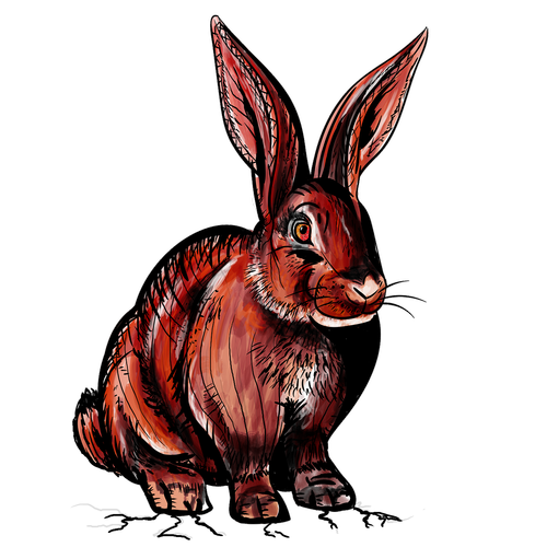 rabbit  wild rabbit  red
