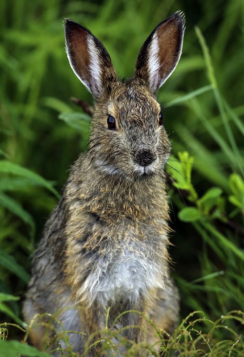 rabbit  hare  snowshoe
