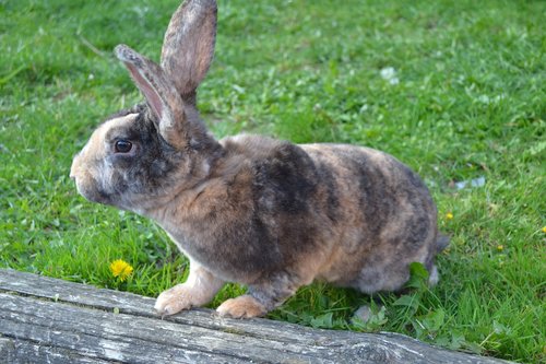 rabbit  animal  herbivore