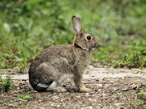 rabbit  wildlife  sitting