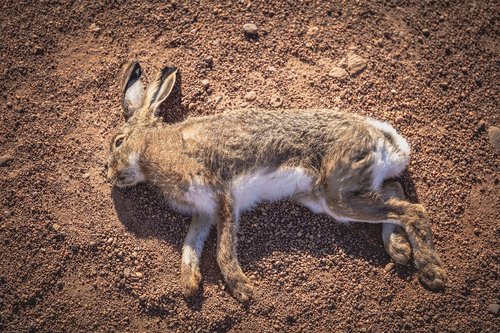 rabbit  playing dead  hare