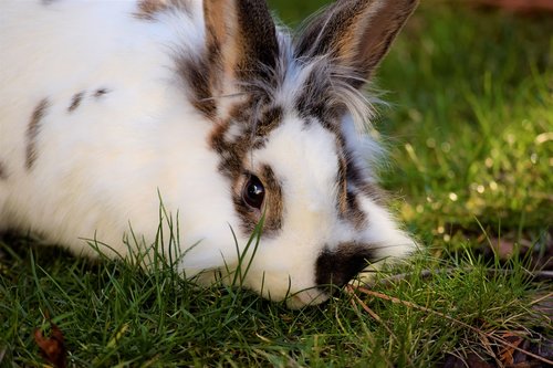 rabbit  hare  easter