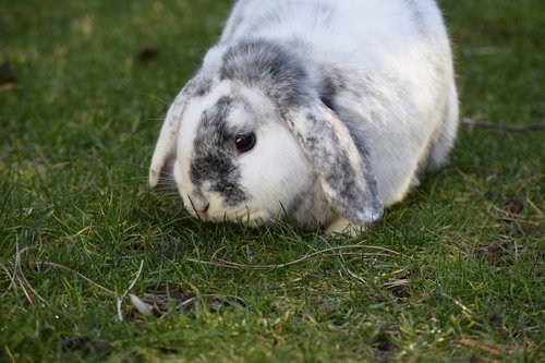 rabbit  hare  easter