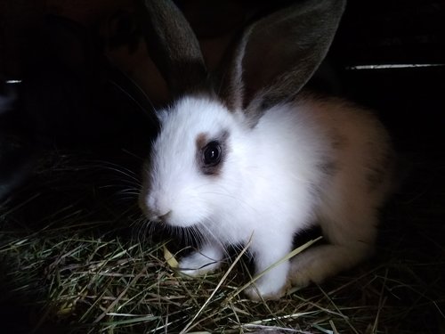 rabbit  animals  kennel