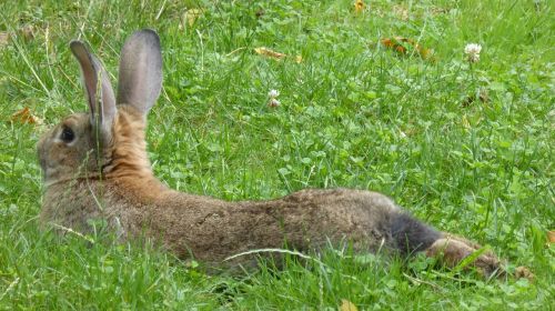 rabbit brown lying