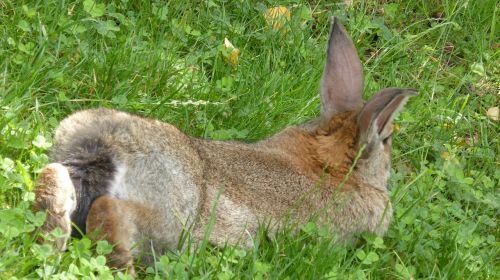 rabbit brown lying