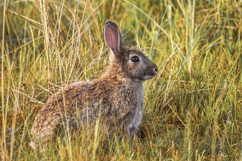 rabbit  nature  hare