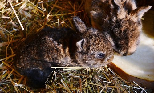 rabbit  boy  mammal