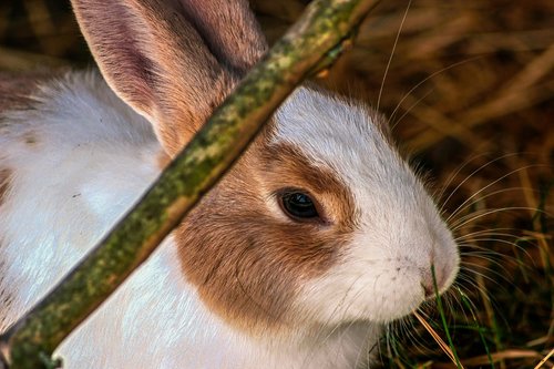 rabbit  hare  close up