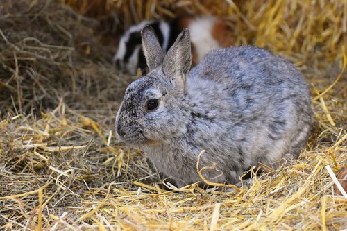 rabbit  bunny  hare