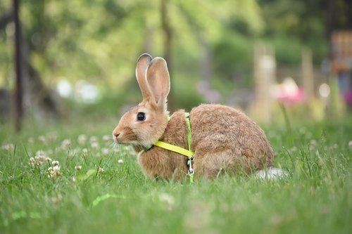 rabbit  meadow  summer