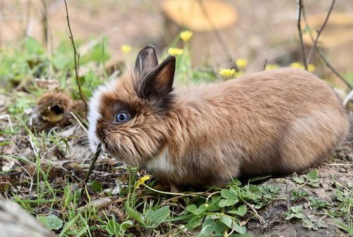 rabbit  dwarf rabbit  herbivore