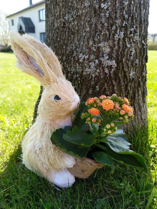 rabbit  bunny  flower