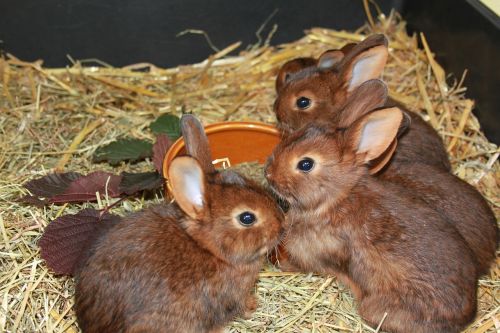 rabbit deilenaar rabbit family