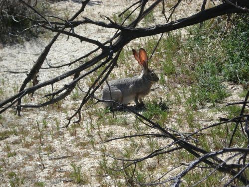 rabbit bunny desert