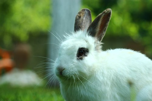 rabbit  animal  long-eared
