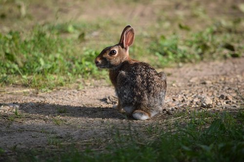 rabbit  animal  nature