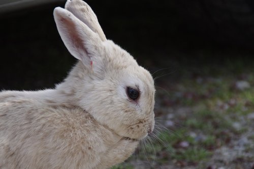 rabbit  hare  natural