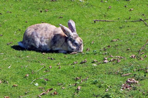 rabbit hare meadow