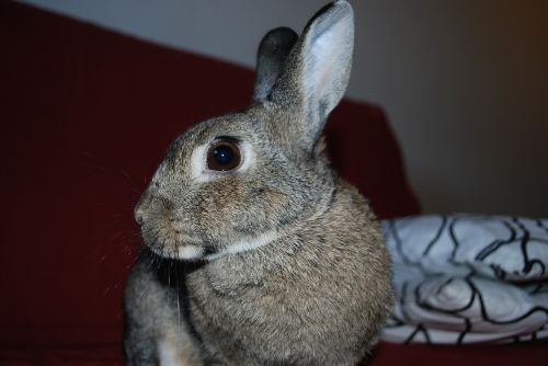 rabbit pets portrait