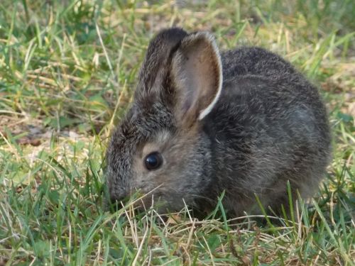 rabbit animal bunny