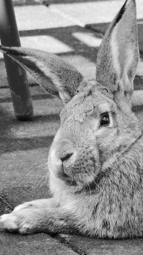 rabbit hare animal