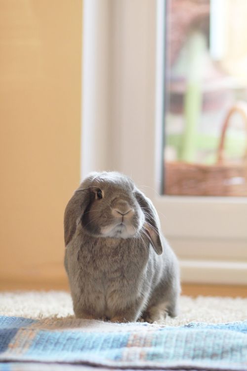 rabbit gray fur