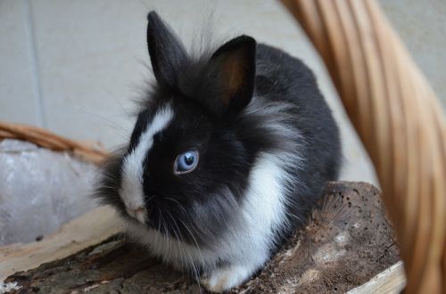 rabbit dwarf blue eyes